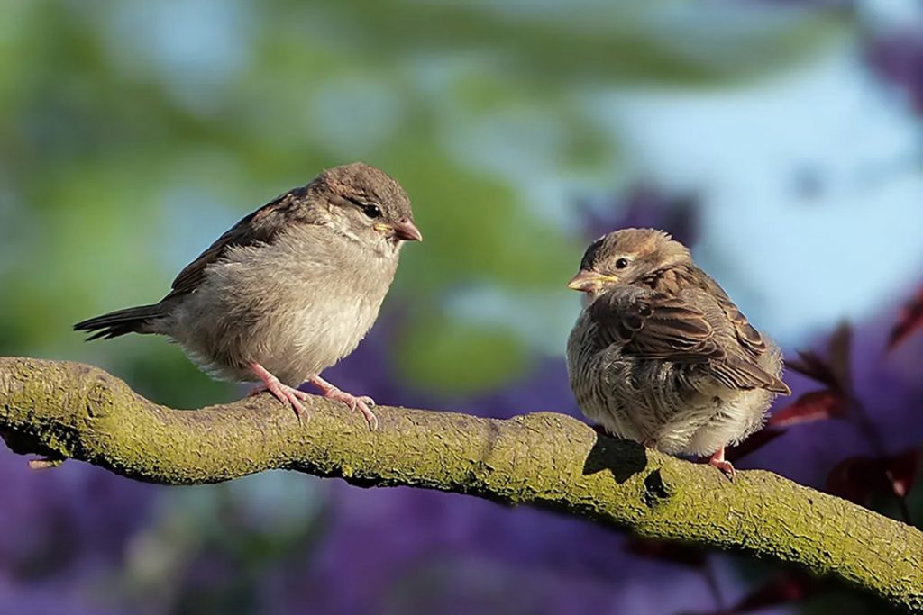 Your Own Singing Bird